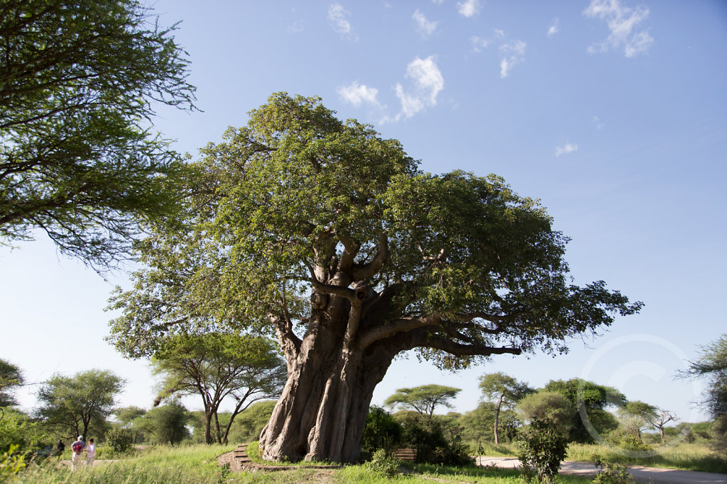 Amazing elephant tree
