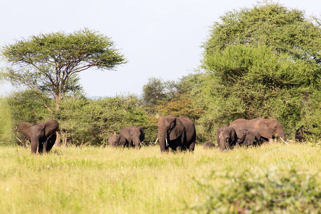 Yeah, our first elephant sighting