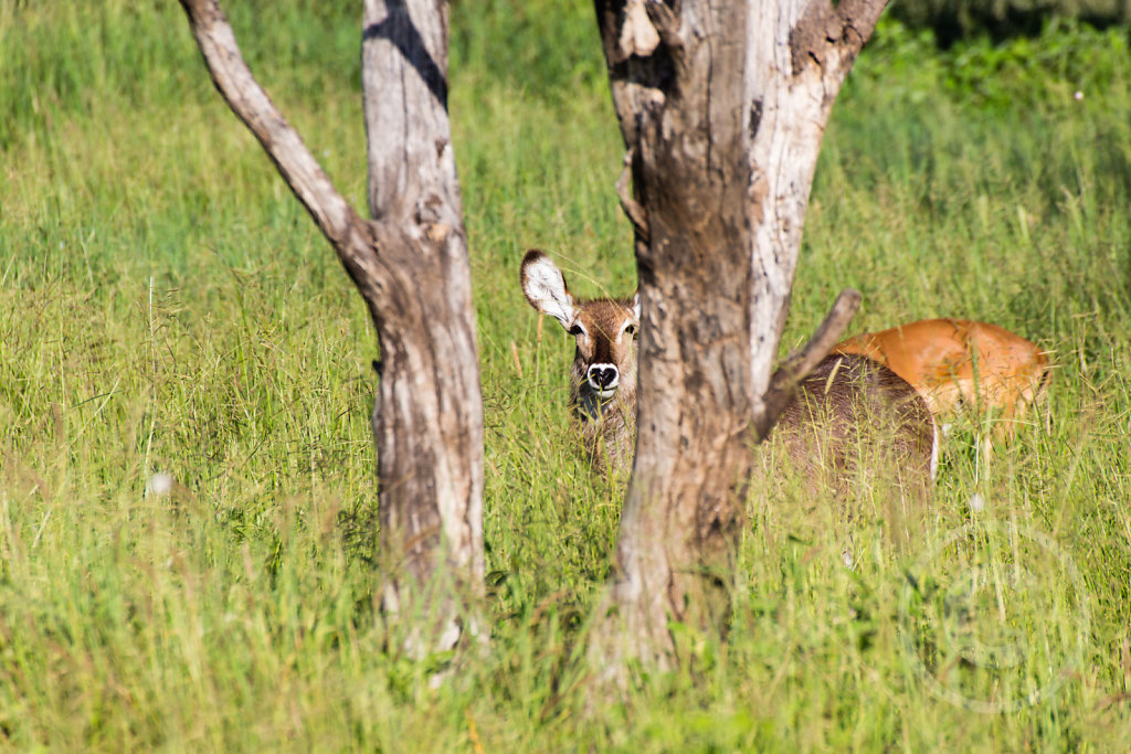 Impalas