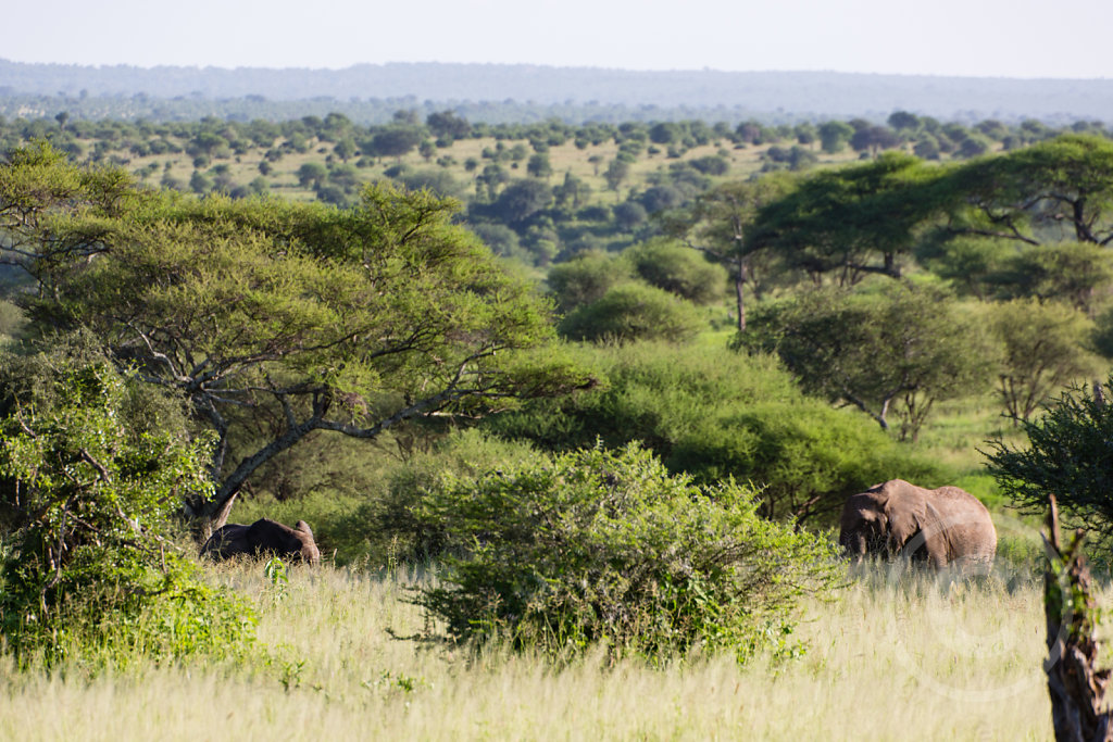 Yeah, more elephants