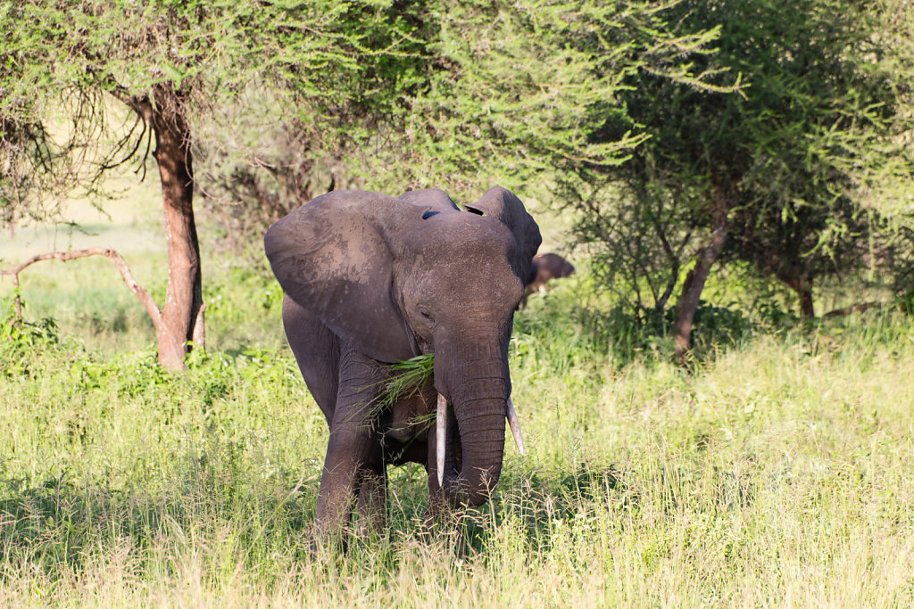 Elephants!