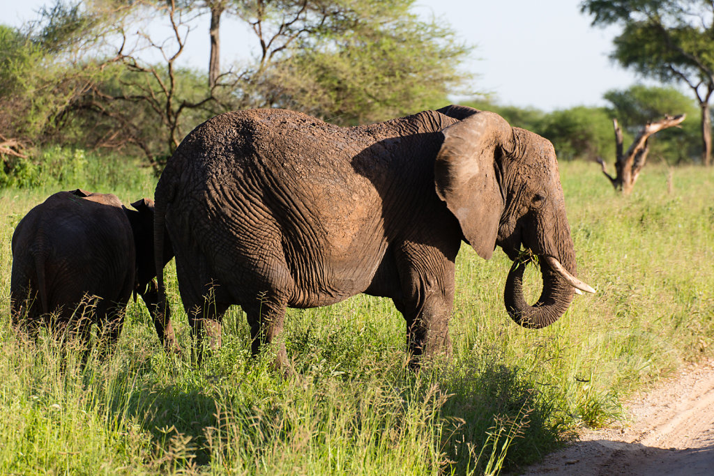 More elephants