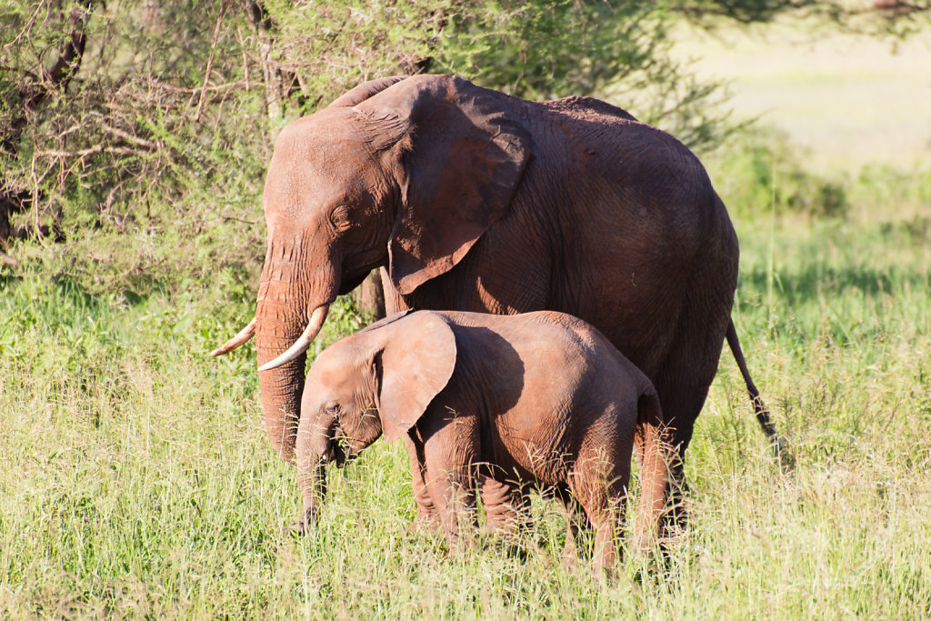 The famous brown elephants from Tarangire