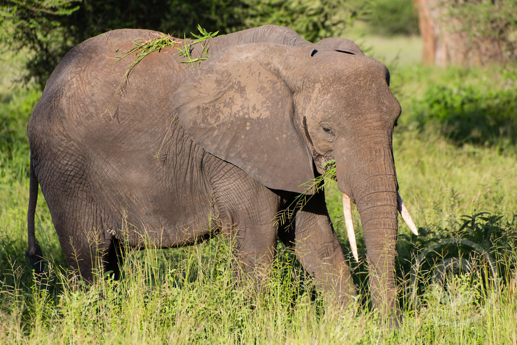 Elephants are amazing