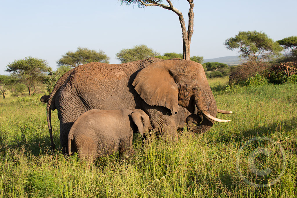 Elephant with little one