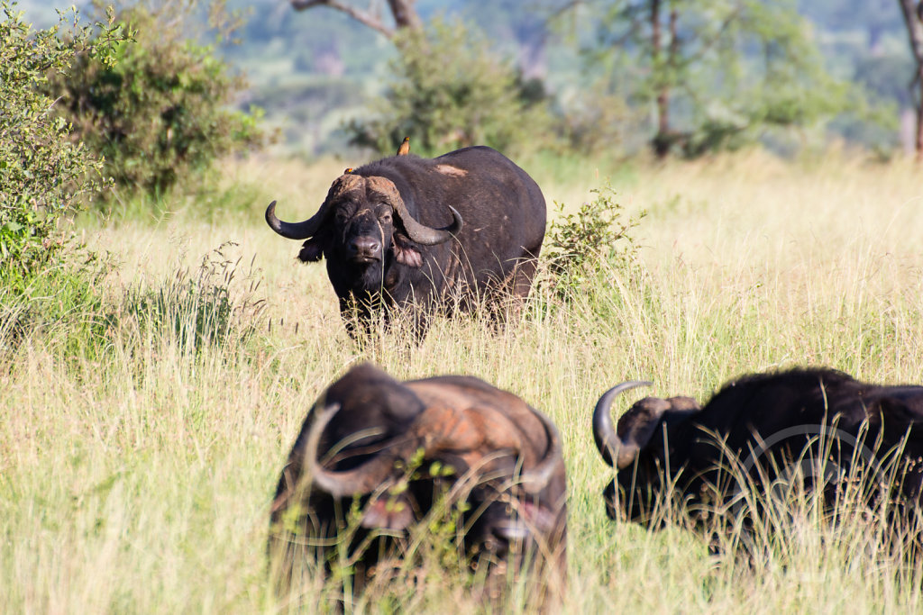 This buffalo seems interested in us