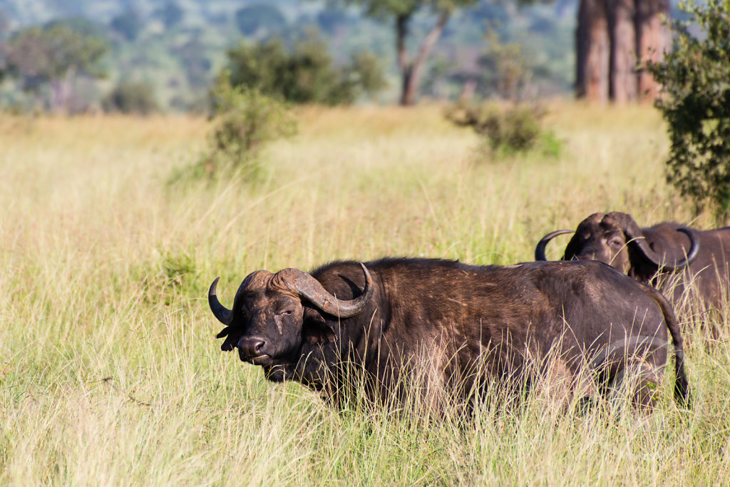 Buffalo wants to have his picture taken