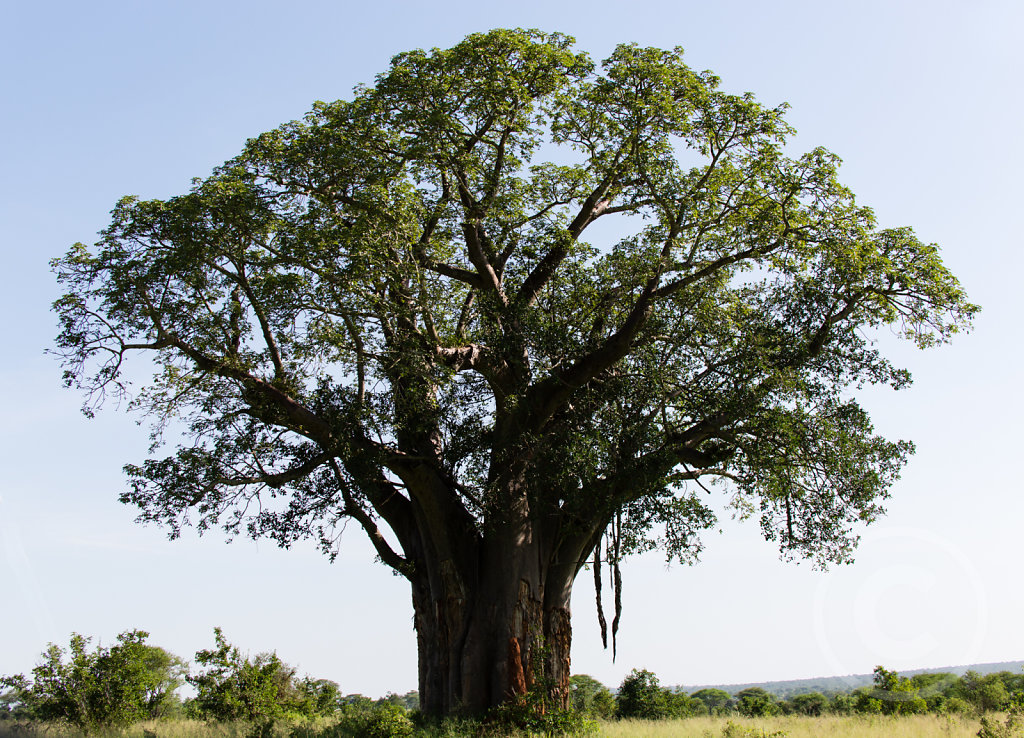 Amazing tree