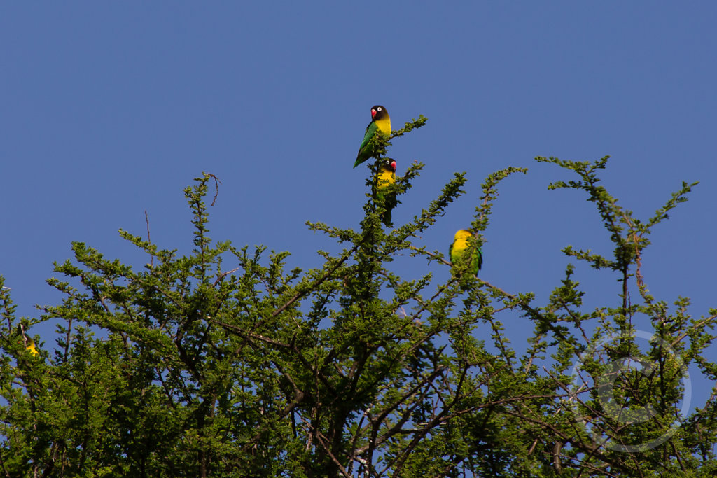 Birds