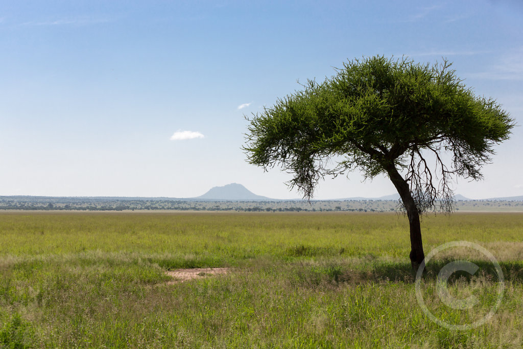 Wonderful landscape of Tarangire