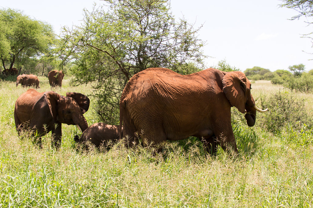 Three generation of elephants