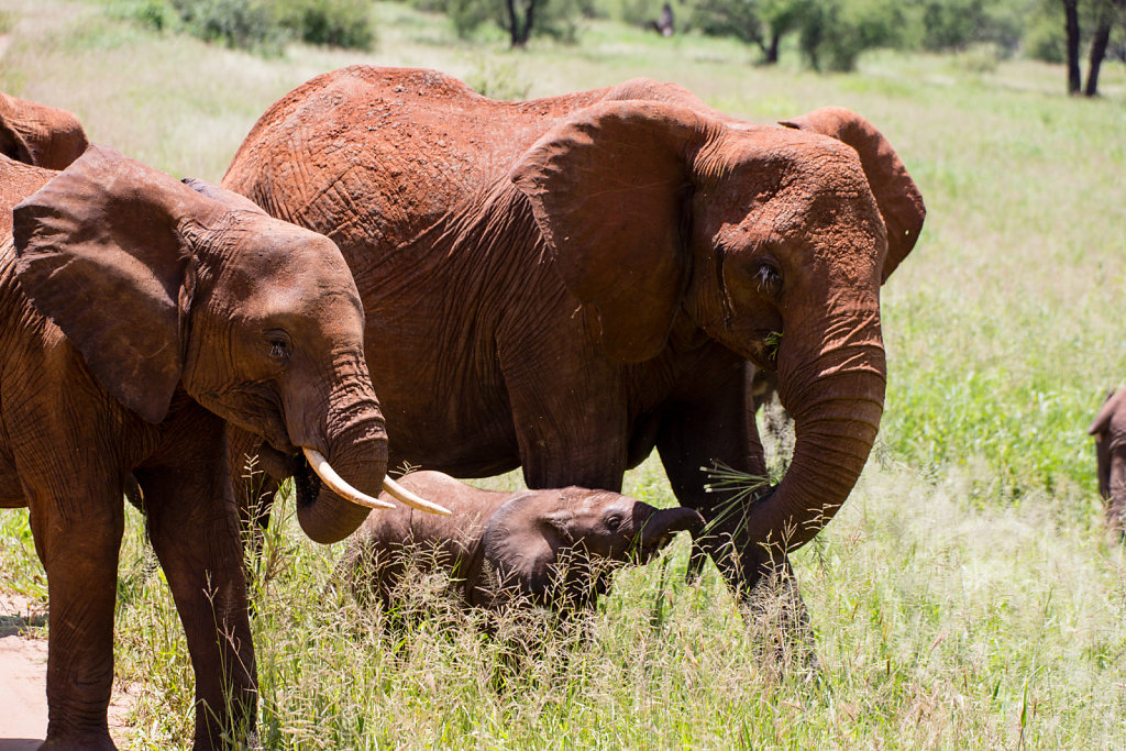 Elephants!!!