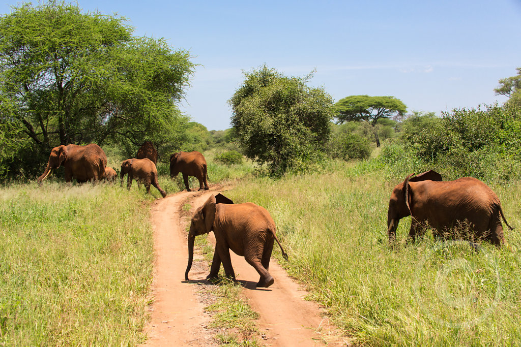 Why does the elephant cross the road?