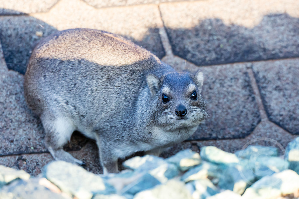 Bushbaby sitting on a roof