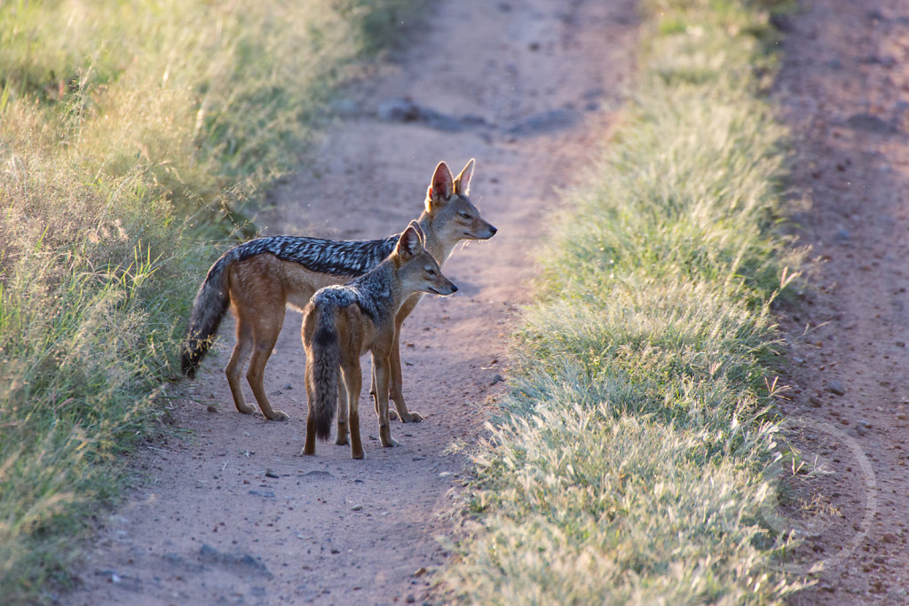 Jackal / Schakal