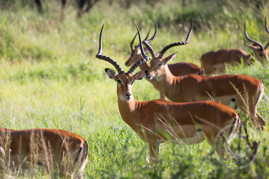 A bachelor party of impalas