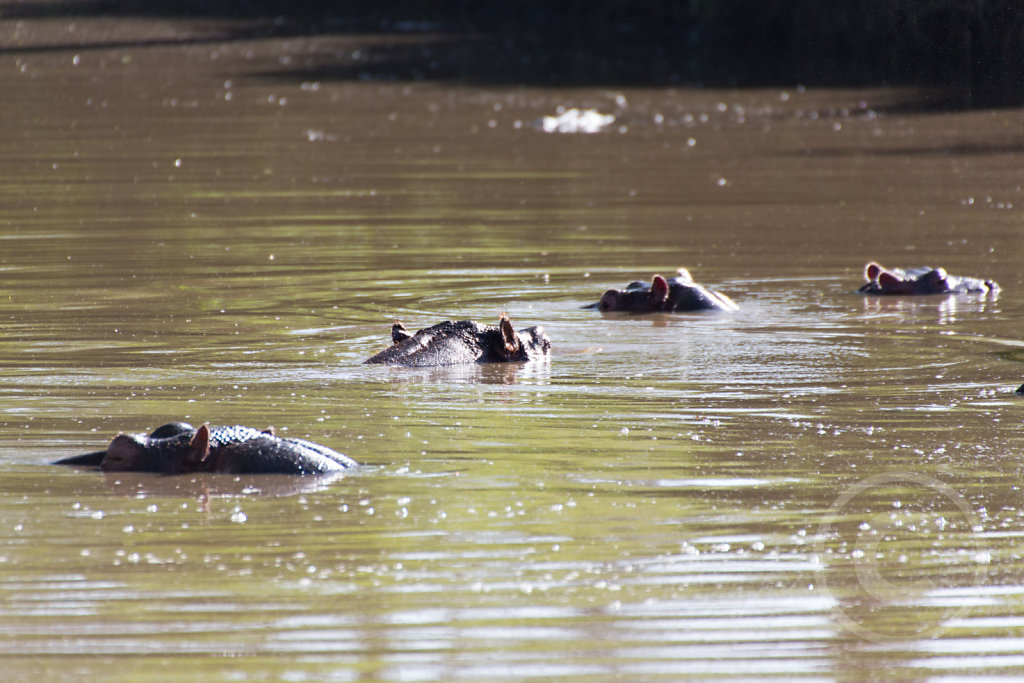 Hippos!