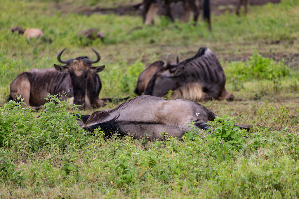 Preagnant gnu lying on its side