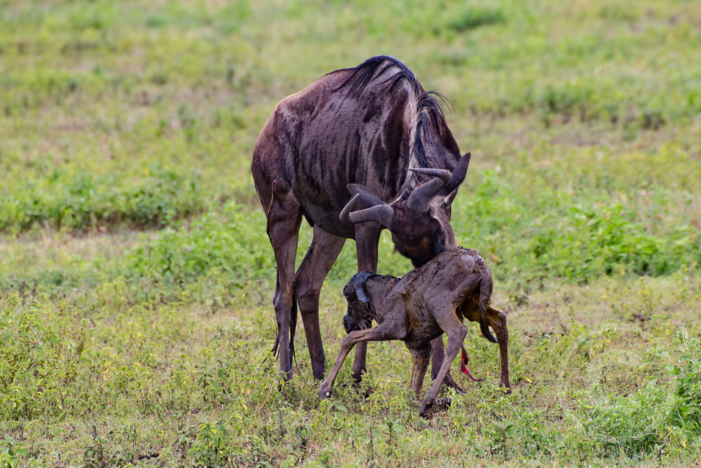 Newborn gnu trying to stand up