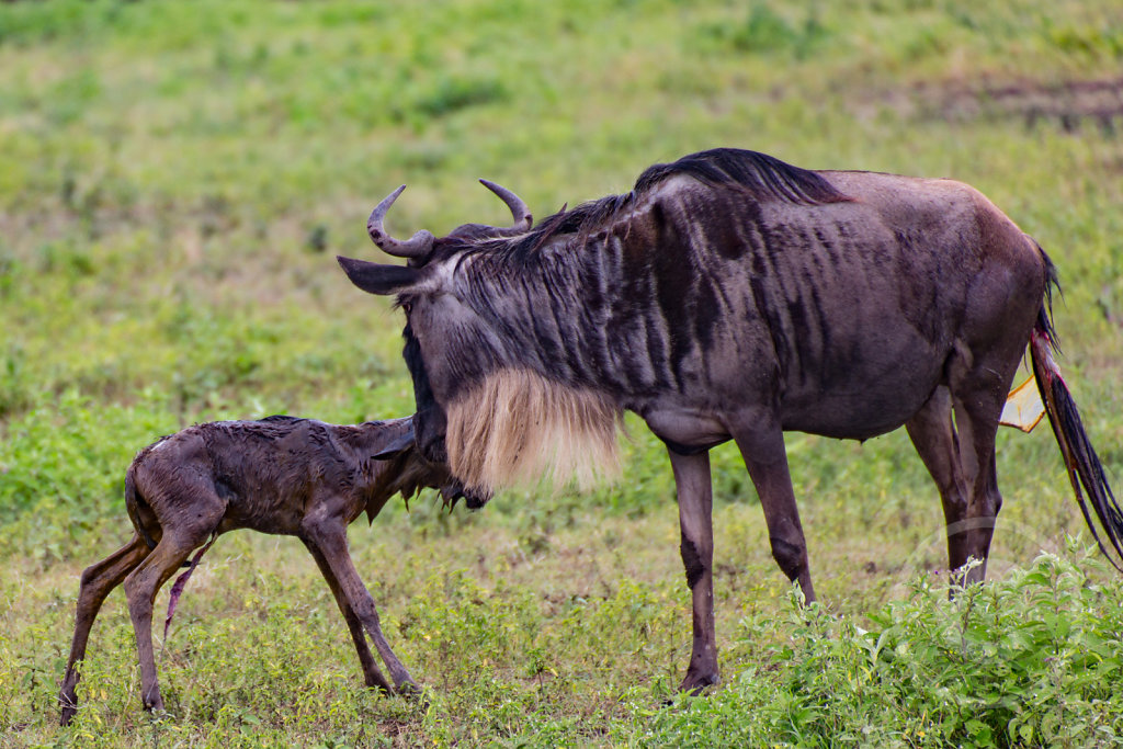 Newborn gnu walking