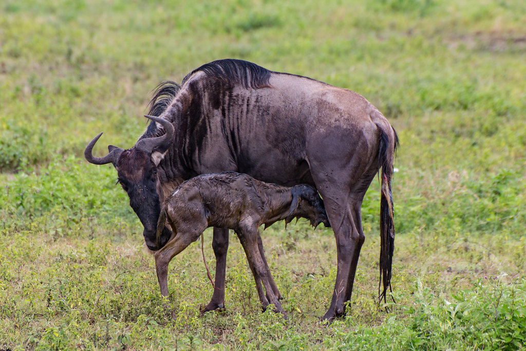 Newborn gnu