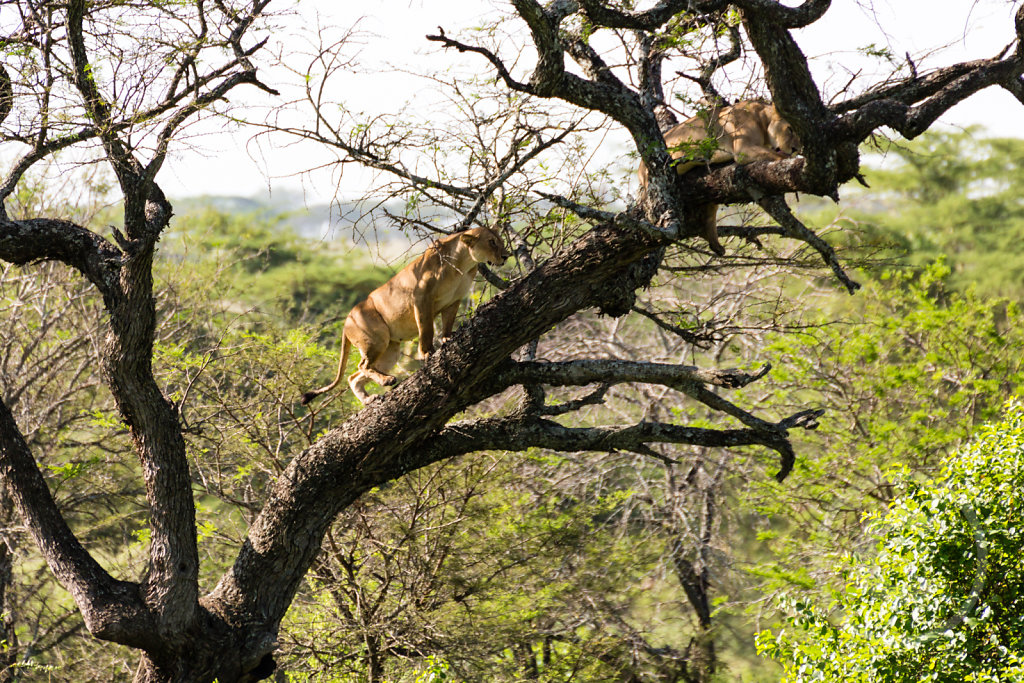 Lions can climb trees