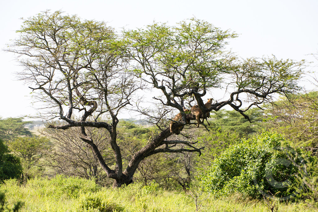 Tree full of lions