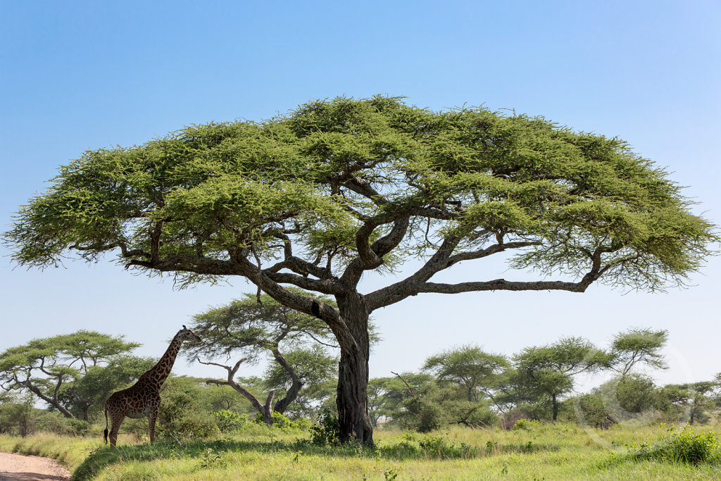 Giraffe under an umbrella tree