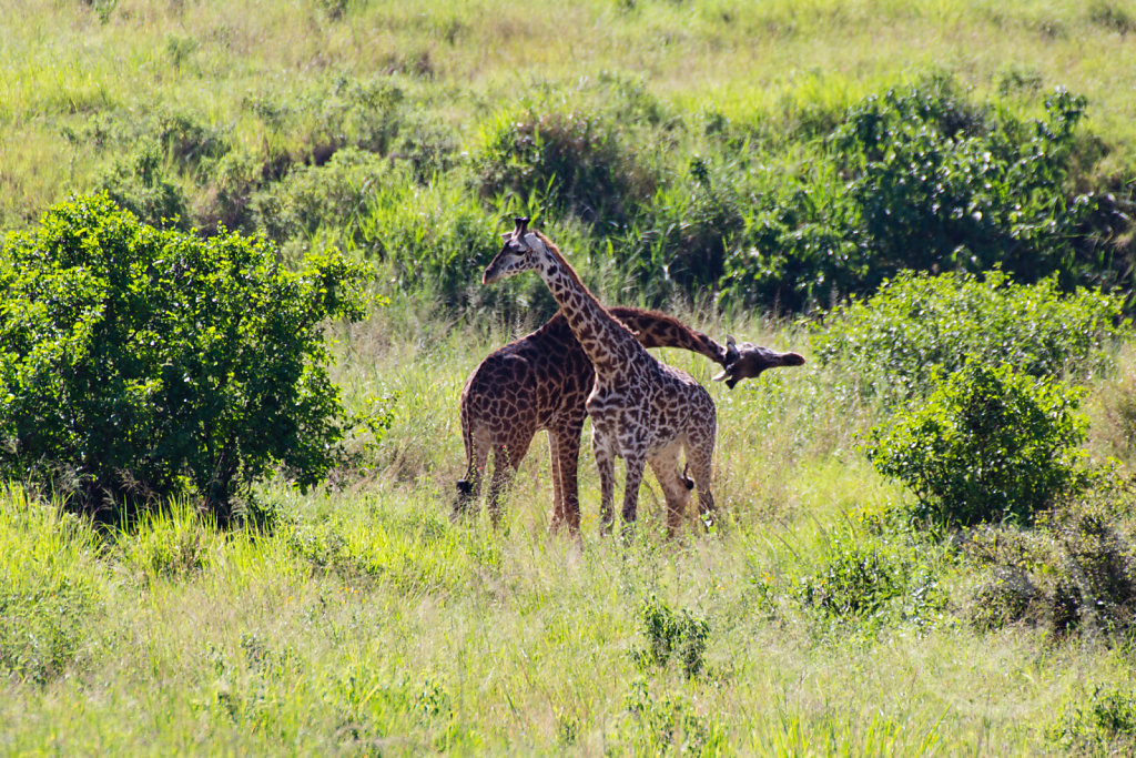 Giraffe fighting