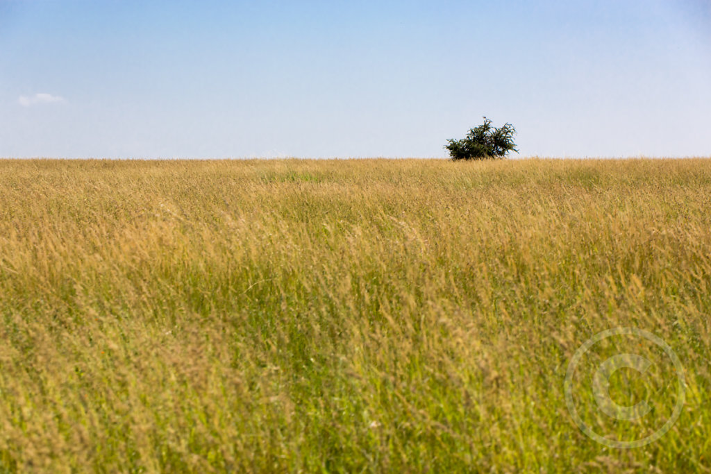 Vast graslands of Serengeti