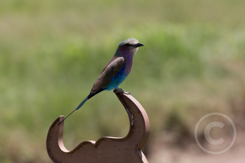 Bird sitting on a signpost