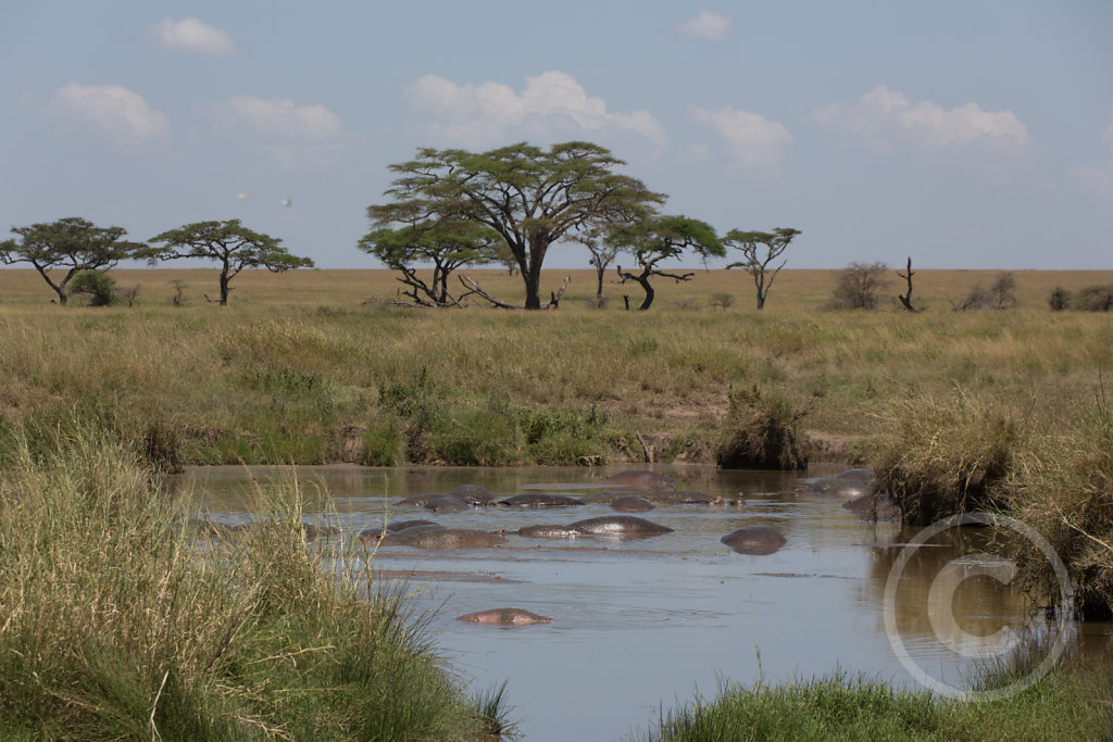 Hippos smell