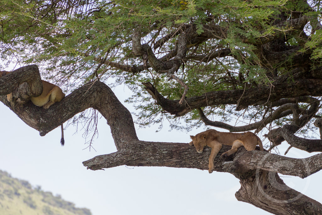 Lions in a tree