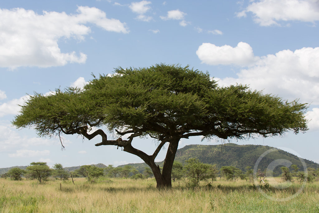 Spot the two lions