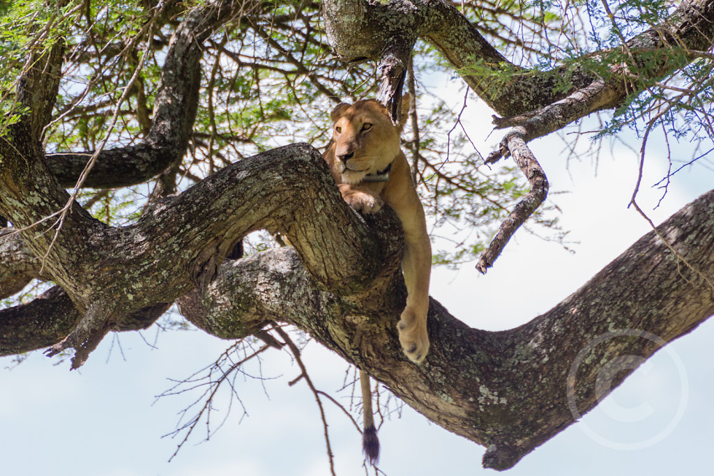 Lion in a tree