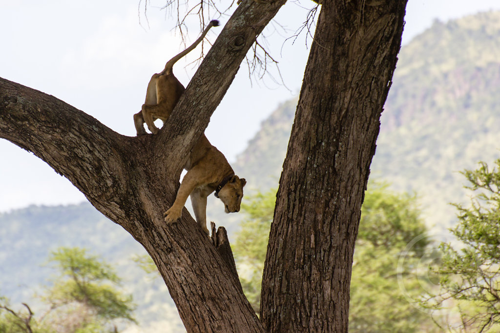 Lions are bad climber