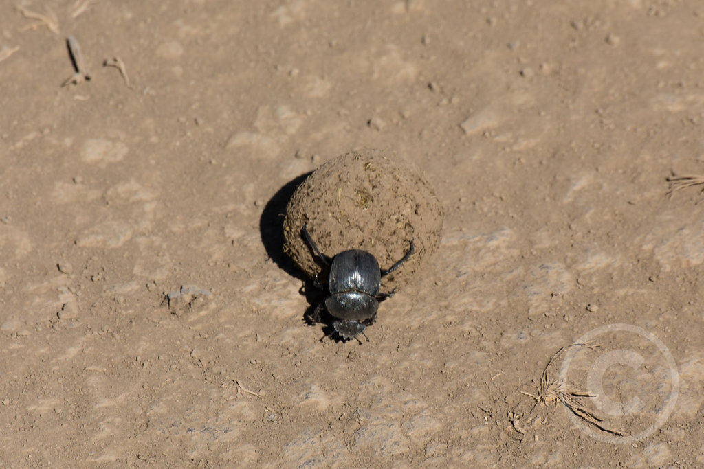 Dungbeetle