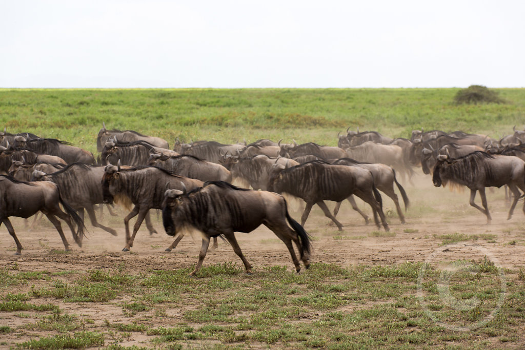 Stampede!