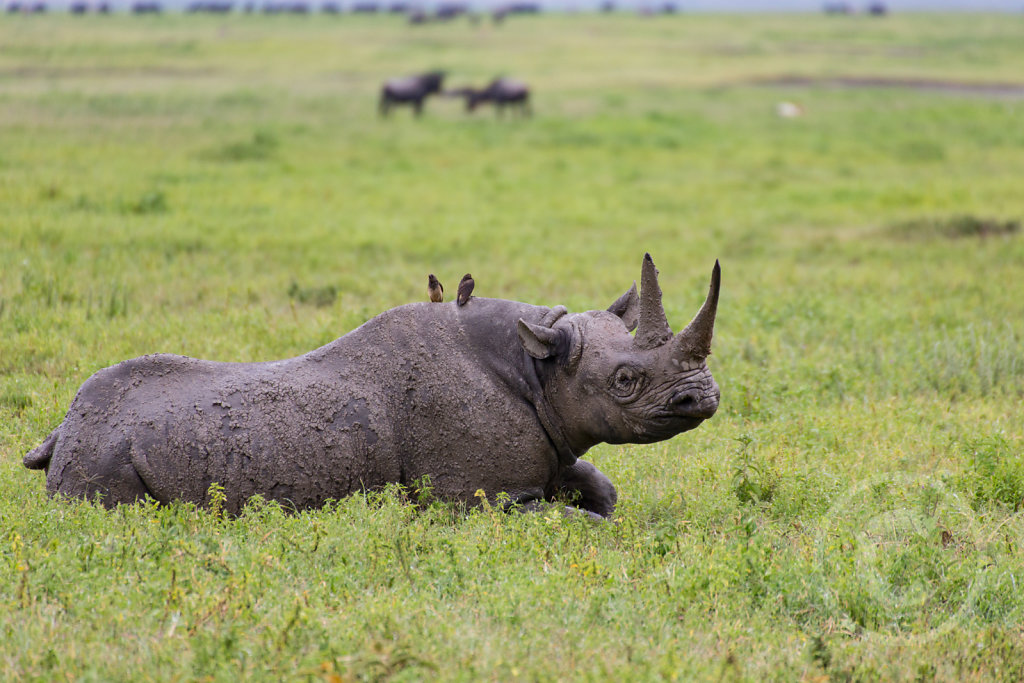 Two birds (on a rhino)