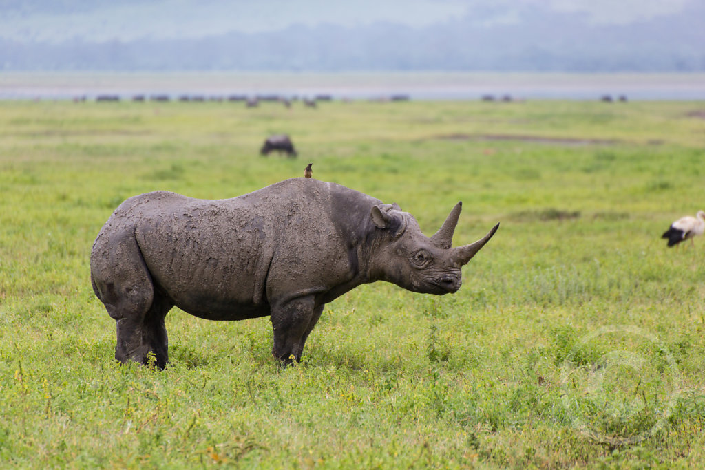 Rhino standing