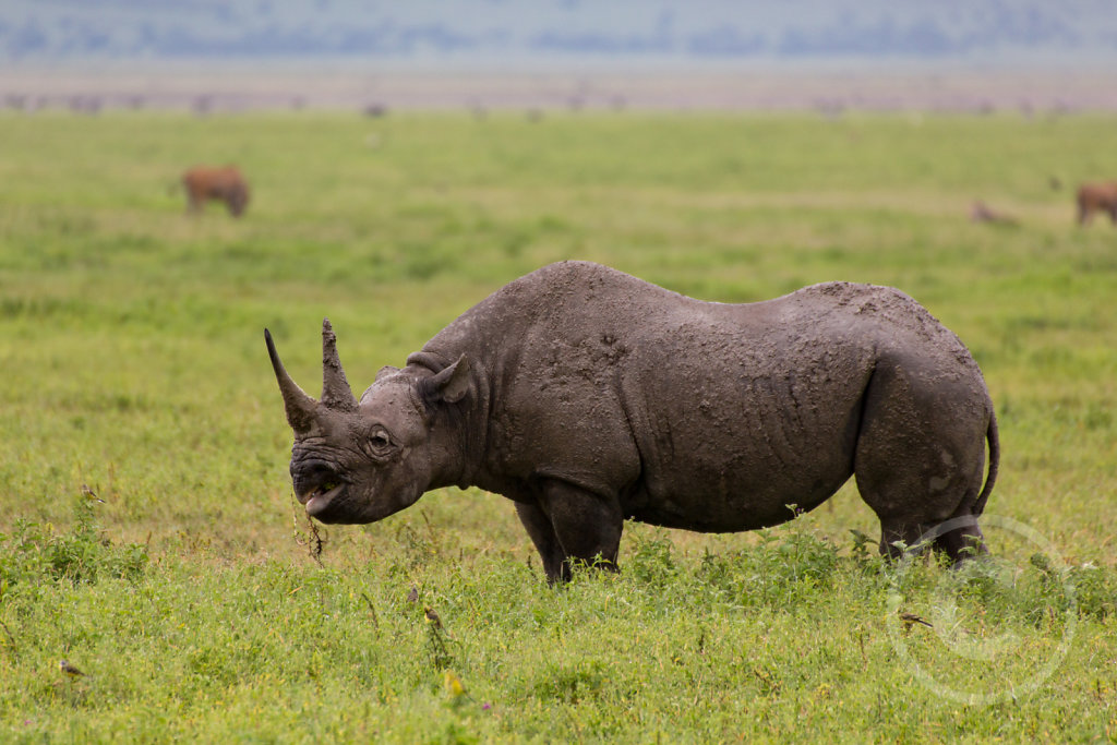 Rhino eating