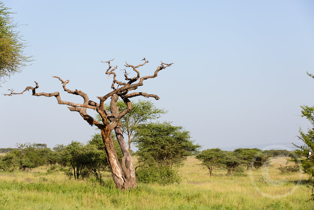 Amazing landscape in tansania