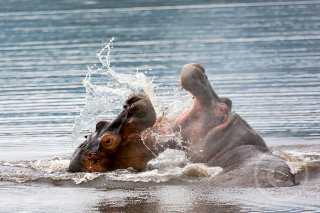 Fighting hippos