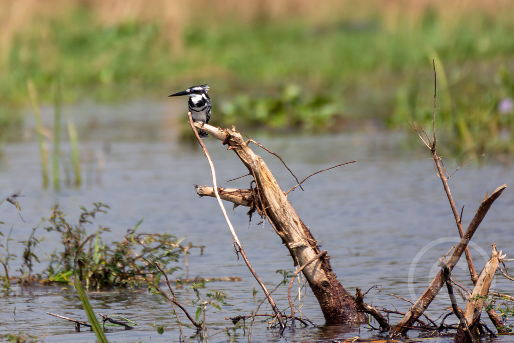 Kingfisher