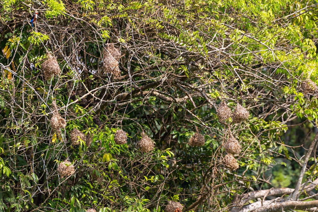 Bird's nests