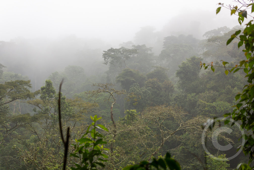 Misty rainforest