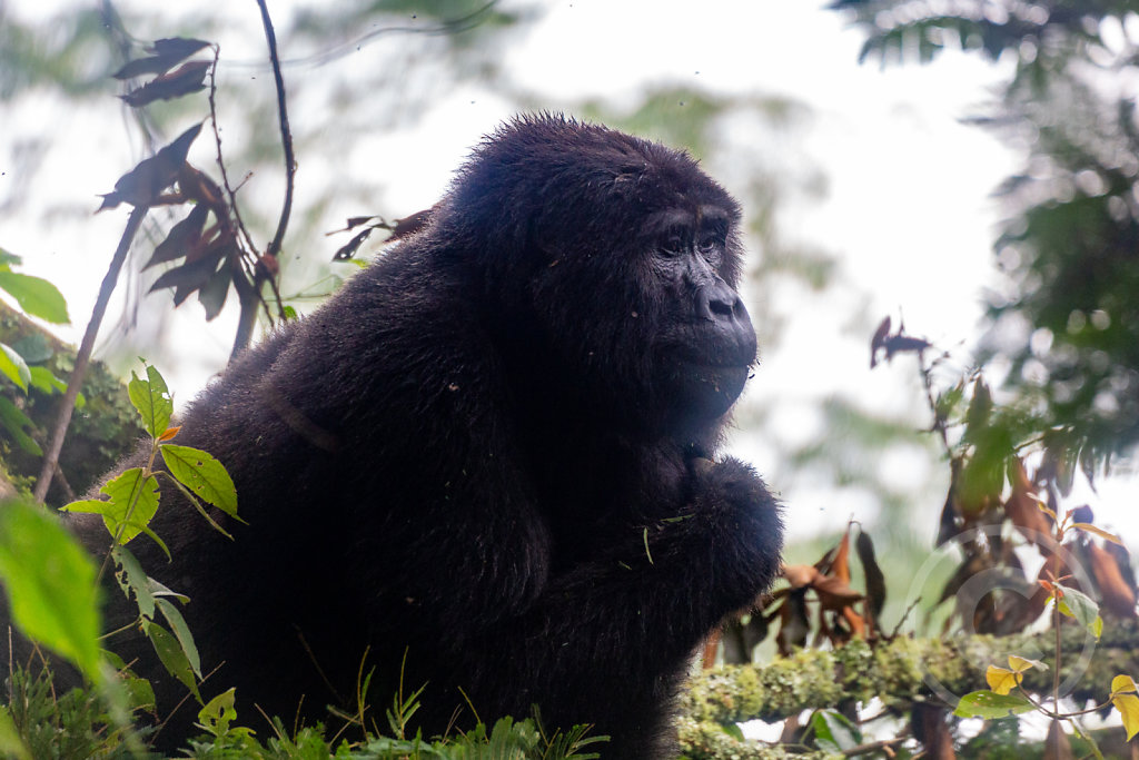 Gorilla in the mist