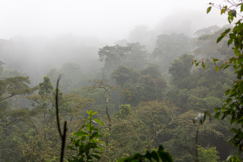 Nebel im Regenwald in Uganda.