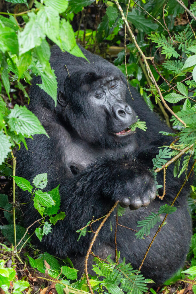 Berggorilla in Uganda